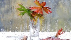 Leaves nature fallen leaves window panes