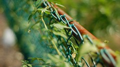Leaves nature fences bokeh depth of field