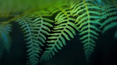 Leaves nature Ferns