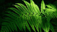 Leaves nature Ferns sunlight