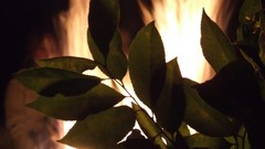 Leaves nature fire