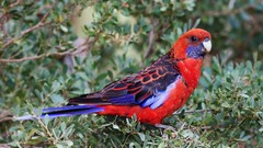 Leaves nature foliage Birds Parrots