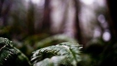 Leaves nature forests