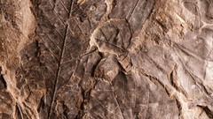 Leaves nature fossil