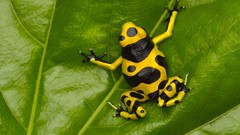 Leaves nature Frogs amphibians Poison Dart Frogs