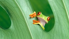 Leaves nature Frogs Red-Eyed Tree Frog