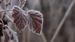 Leaves nature frost