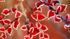 Leaves nature frost depth of field