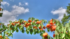 Leaves nature fruits fruit trees