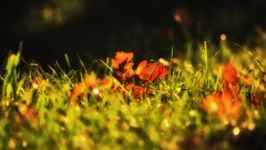 Leaves nature grass fallen leaves