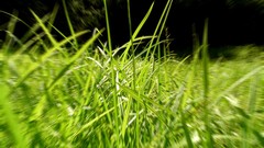Leaves nature grass Green close-up water drops