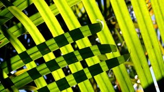 Leaves nature grass Green close-up water drops