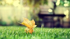 Leaves nature grass Green tilt-shift