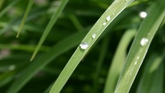Leaves nature grass Green water drops
