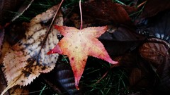 Leaves nature grass Oregon fallen leaves