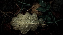 Leaves nature grass Plants water drops