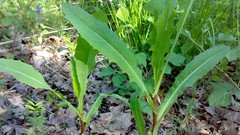 Leaves nature grass spring