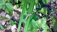 Leaves nature grass spring forests