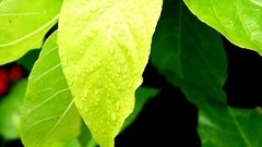 Leaves nature grass wall Green close-up floral water drops flora