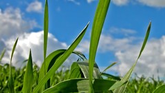 Leaves nature grass wall Green close-up floral water drops flora