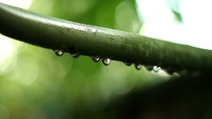 Leaves nature grass wall Green close-up floral water drops flora