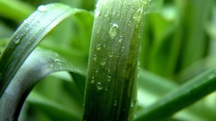 Leaves nature grass wall Green close-up floral water drops flora