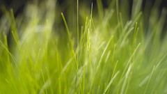 Leaves nature grass wall Green close-up floral water drops flora