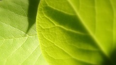 Leaves nature grass wall Green close-up floral water drops flora
