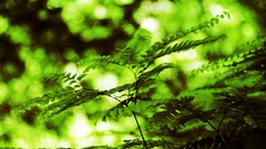 Leaves nature grass wall Green close-up floral water drops flora