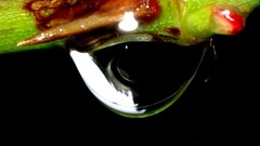 Leaves nature grass wall Green close-up floral water drops flora