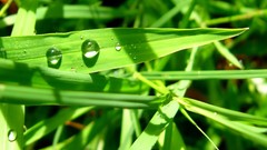 Leaves nature grass wall Green close-up floral water drops flora