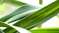 Leaves nature grass wall Green close-up floral water drops flora