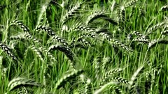Leaves nature grass wall Green close-up floral water drops flora