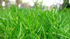 Leaves nature grass wall Green close-up floral water drops flora