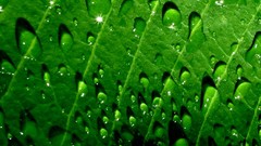 Leaves nature grass wall Green close-up floral water drops flora