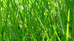 Leaves nature grass wall Green close-up floral water drops flora