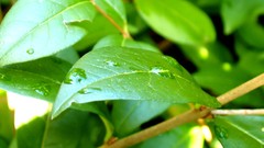 Leaves nature grass wall Green close-up floral water drops flora
