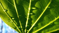 Leaves nature grass wall Green close-up floral water drops flora