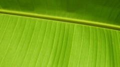 Leaves nature grass wall Green close-up floral water drops flora