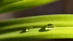 Leaves nature grass wall Green close-up floral water drops flora
