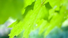 Leaves nature grass wall Green close-up floral water drops flora