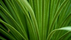 Leaves nature grass wall Green close-up floral water drops flora
