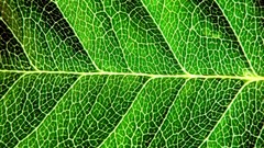 Leaves nature grass wall Green close-up floral water drops flora