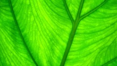 Leaves nature grass wall Green close-up floral water drops flora