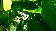Leaves nature grass wall Green close-up floral water drops flora