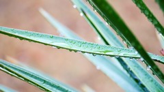 Leaves nature grass wall Green close-up floral water drops flora