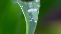 Leaves nature grass wall Green close-up floral water drops flora