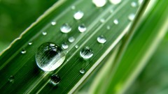 Leaves nature grass wall Green close-up floral water drops flora
