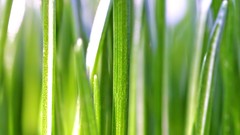 Leaves nature grass wall Green floral water drops flora