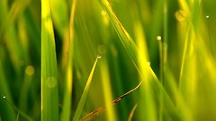 Leaves nature grass wall Green floral water drops flora